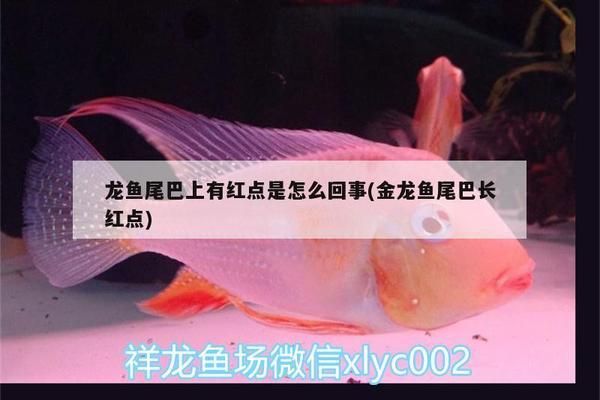 红龙鱼鳞片有红点是什么毛病：如何判断红龙鱼是否受伤 红龙鱼百科 第3张