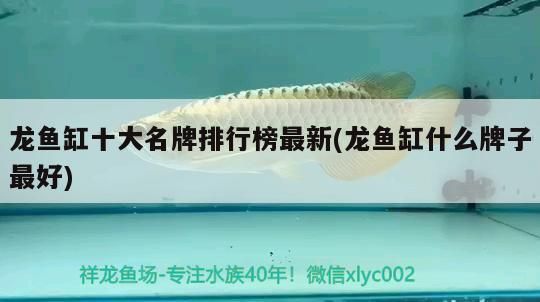 品牌龙鱼缸排名第一名：2024年品牌龙鱼缸排名中位列第一森森龙鱼缸排名第一 鱼缸百科 第5张