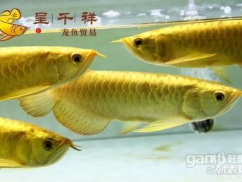 黑金魟鱼饲料营养成分表：黑金魟鱼饲料自制方法介绍[需手动填充]黑金魟鱼饲料自制方法介绍 魟鱼百科 第4张