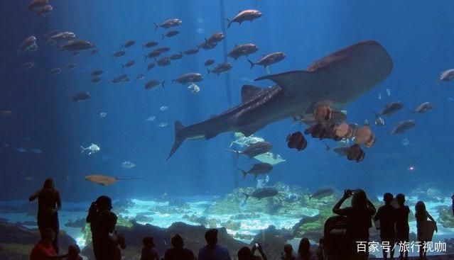 大兴安岭水族馆：《2021城市商业魅力排行榜》大兴安岭水族馆商业魅力排行榜 全国观赏鱼市场 第5张