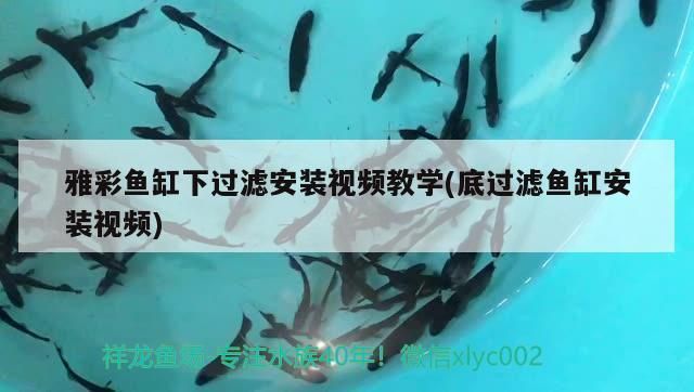 凉山彝族自治州龙鱼专卖店：凉山彝族自治州龙鱼养殖基地 全国观赏鱼市场 第5张