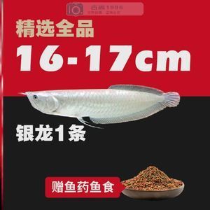 红龙鱼最好喂什么鱼食：红龙鱼怎么喂养？ 红龙鱼百科 第2张