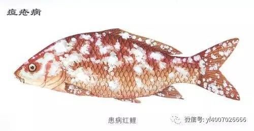 飞凤龙鱼混养：混养飞凤鱼和龙鱼需要注意的问题 水族问答 第2张