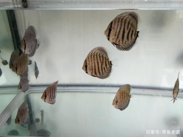 飞凤鱼和龙鱼能混养吗：飞凤鱼和龙鱼能不能混养？ 水族问答 第1张