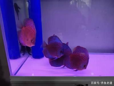 飞龙鱼翅：关于飞龙鱼翅的几个疑问 水族问答 第2张