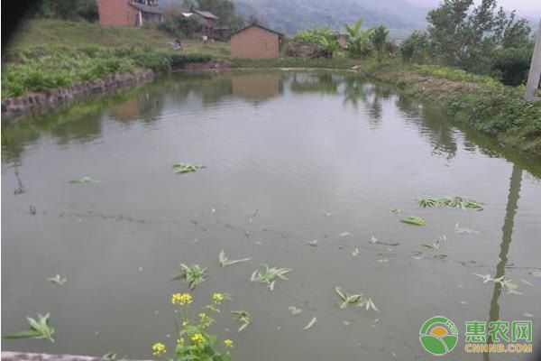 观赏鱼繁殖后鱼苗养护要点：观赏鱼的繁殖和鱼苗的养护 观赏鱼百科 第2张