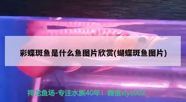 龙鱼专用饲料能喂什么鱼：如何判断龙鱼专用饲料的质量 龙鱼百科 第3张