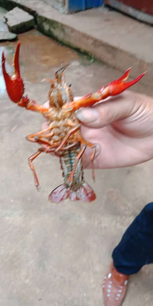 六盘水水族批发市场：六盘水水族批发市场地址 全国观赏鱼市场 第6张