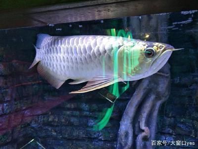 粉色龙鱼多少钱：关于粉色龙鱼的问题 水族问答