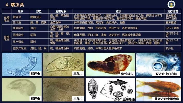 风水龙鱼应该养几只：风水龙鱼应该养几只？ 水族问答 第2张