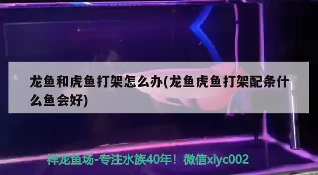 龙鱼虎鱼打架是因为鱼太少吗为什么：龙鱼和虎鱼之间的冲突可能由多种因素引起，不仅仅是因为数量较少 龙鱼百科 第1张