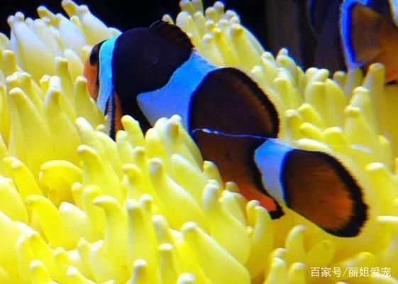 风水鱼龙鱼：如何正确摆放风水鱼 水族问答 第2张