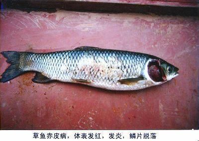 干煸海龙鱼教程：干煸海龙鱼怎么做？ 水族问答 第2张