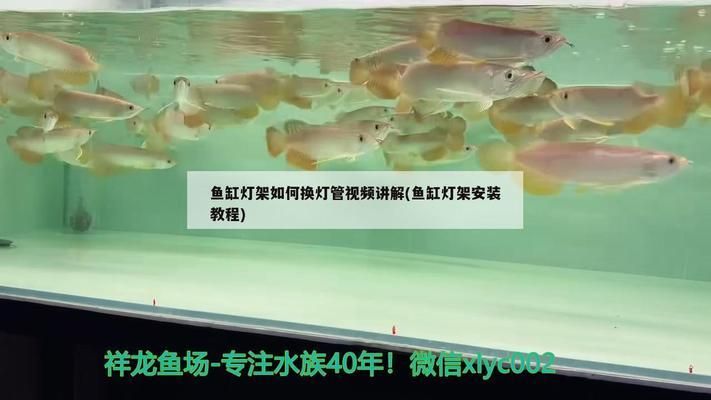 鱼缸灯架安装教程 鱼缸百科 第1张