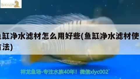 黑金魟鱼滤材选择指南：黑金魟鱼滤材成本预算分析黑金魟鱼滤材成本预算分析 魟鱼百科 第4张