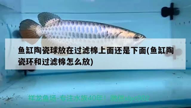 黑金魟鱼滤材选择指南：黑金魟鱼滤材成本预算分析黑金魟鱼滤材成本预算分析