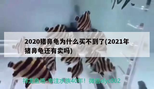 2020猪鼻龟为什么买不到了：2020猪鼻龟为什么买不到了2021年猪鼻龟还有卖吗 猪鼻龟百科 第2张