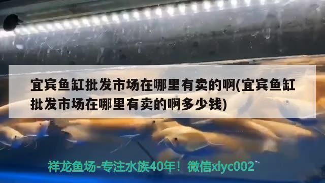 宜宾鱼缸批发市场：宜宾最大的鱼缸批发市场在哪里 全国观赏鱼市场 第4张