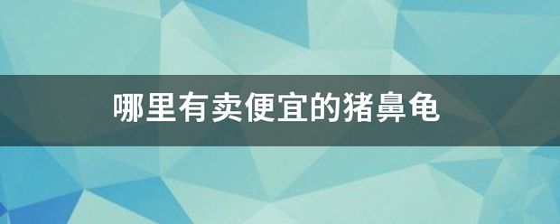 猪鼻龟哪儿有卖：猪鼻龟哪里能买 猪鼻龟百科 第10张