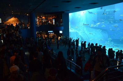 水族馆招牌：水族馆招牌的设计灵感来源 水族馆百科（水族馆加盟） 第2张