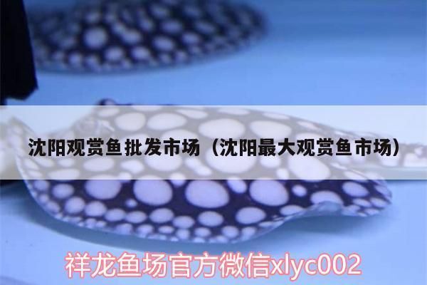 沈阳观赏鱼批发市场：沈阳最大观赏鱼批发市场 全国观赏鱼市场 第4张