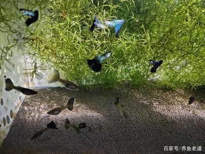 观赏鱼水质管理技巧 观赏鱼百科 第3张