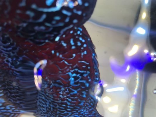 十堰水族批发市场 全国观赏鱼市场 第4张