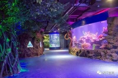 水族馆适合开到哪里去：水族馆如何选址 水族馆百科（水族馆加盟） 第5张