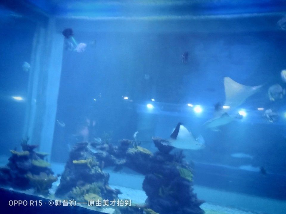 水族馆制作厂家电话：水族馆制作厂家电话的作用 水族馆百科（水族馆加盟） 第1张