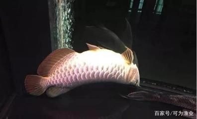 刚买龙鱼不吃食怎么回事：龙鱼不吃东西怎么办 水族问答 第1张