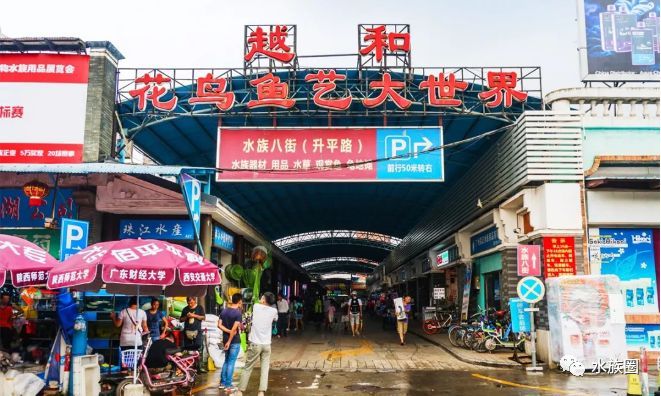 香港水族批发市场：香港水族批发市场介绍 全国观赏鱼市场 第7张