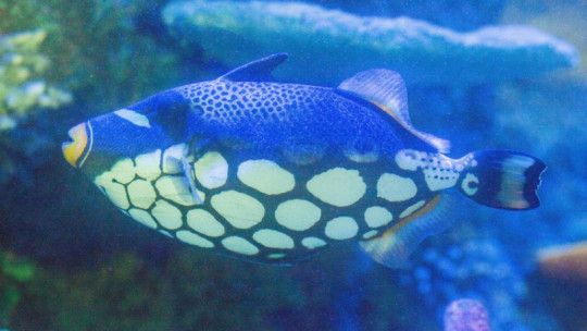 沈阳水族馆：沈阳旅游攻略沈阳水族馆 全国观赏鱼市场 第1张