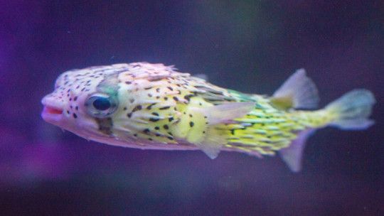 沈阳水族馆：沈阳旅游攻略沈阳水族馆 全国观赏鱼市场 第2张