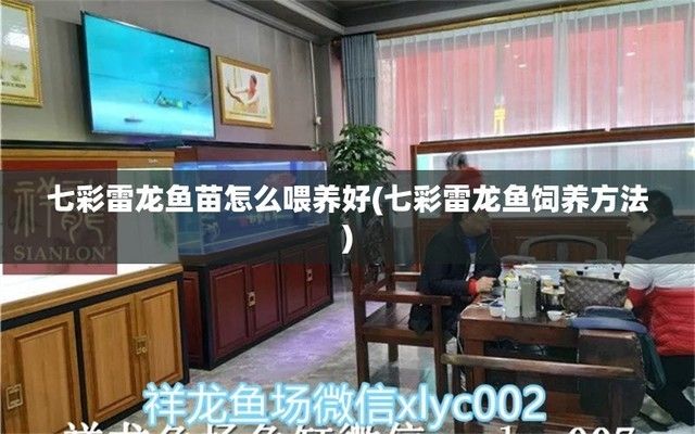 元宝凤凰鱼怎么繁殖的呢图片：元宝凤凰鱼繁殖周期及注意事项元宝凤凰鱼繁殖周期及注意事项 元宝凤凰鱼百科 第5张