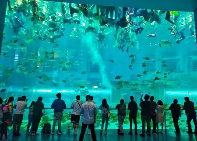 中国最大的海洋水族馆：中国拥有世界上最大的海洋水族馆 水族馆百科（水族馆加盟） 第5张