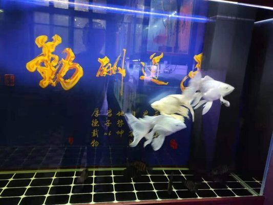 高背金龙鱼吃什么食物最好：金龙鱼在野外通常会吃哪些食物, 水族问答 第1张