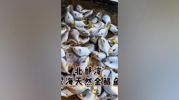 黑金魟鱼饲料营养价值分析：黑金魟鱼饲料的营养价值 魟鱼百科 第4张