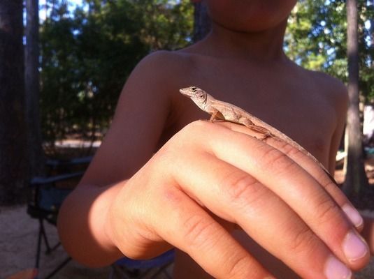 龙鱼鳞片被麻药烧伤怎么恢复：龙鱼鳞片被麻药烧伤后恢复过程需要耐心和细心照顾 龙鱼百科 第3张