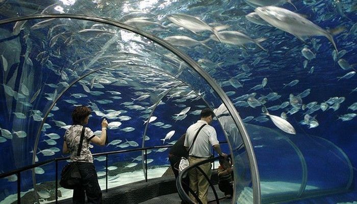 世界最大水族馆展示窗：世界上最大的水族馆展示窗位于珠海长隆海洋王国 水族馆百科（水族馆加盟） 第4张