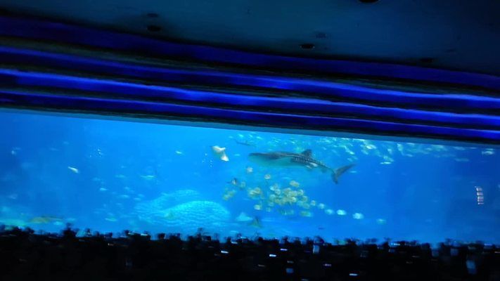 世界最大水族馆展示窗：世界上最大的水族馆展示窗位于珠海长隆海洋王国 水族馆百科（水族馆加盟） 第2张