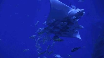 太原水族馆：太原水族馆是一个集观赏、科普、娱乐为一体的大型水族馆 全国观赏鱼市场 第1张