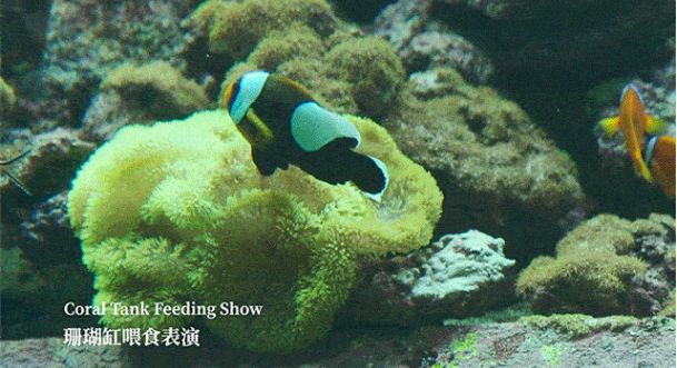 水族馆有表演吗：美人鱼表演背后的故事 水族馆百科（水族馆加盟） 第4张