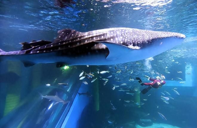 水族馆文章：上海海洋水族馆 水族馆百科（水族馆加盟） 第2张