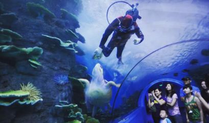 水族馆代表什么：水族馆不仅仅是一个展示水生生物的地方 水族馆百科（水族馆加盟） 第2张