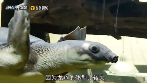 猪鼻龟能否与其他宠物一起饲养？：猪鼻龟与清道夫鱼混养技巧，猪鼻龟与龙鱼混养指南 猪鼻龟百科 第5张