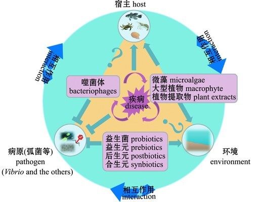 噬菌体治疗观赏鱼的最新研究：噬菌体在观赏鱼治疗中的应用