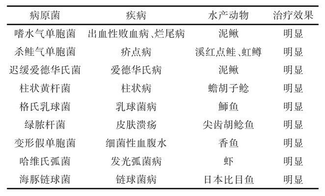 噬菌体治疗观赏鱼的最新研究：噬菌体在观赏鱼治疗中的应用 观赏鱼百科 第4张