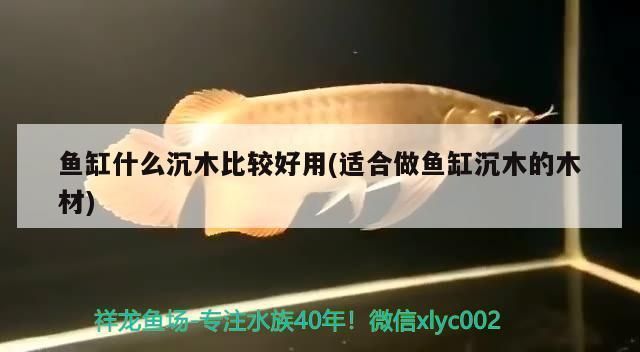 什么木头放鱼缸里对鱼好：鱼缸沉木的选择技巧 鱼缸百科 第3张