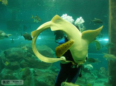 水族馆门票价格：2018上海海洋水族馆门票价格 水族馆百科（水族馆加盟） 第3张