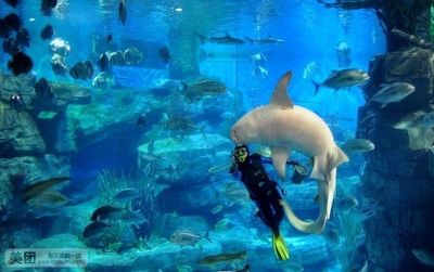 水族馆门票价格：2018上海海洋水族馆门票价格 水族馆百科（水族馆加盟） 第5张